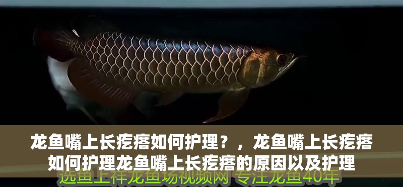 龍魚嘴上長疙瘩如何護(hù)理？，龍魚嘴上長疙瘩如何護(hù)理龍魚嘴上長疙瘩的原因以及護(hù)理