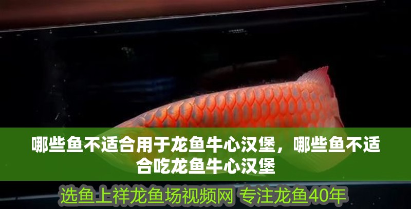 哪些魚不適合用于龍魚牛心漢堡，哪些魚不適合吃龍魚牛心漢堡 哪些魚不適合用于龍魚牛心漢堡，哪些魚不適合吃龍魚牛心漢堡 龍魚百科