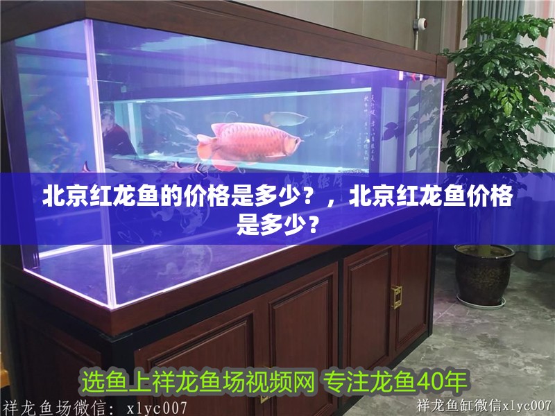 北京紅龍魚的價格是多少？，北京紅龍魚價格是多少？ 北京紅龍魚的價格是多少？，北京紅龍魚價格是多少？ 龍魚百科