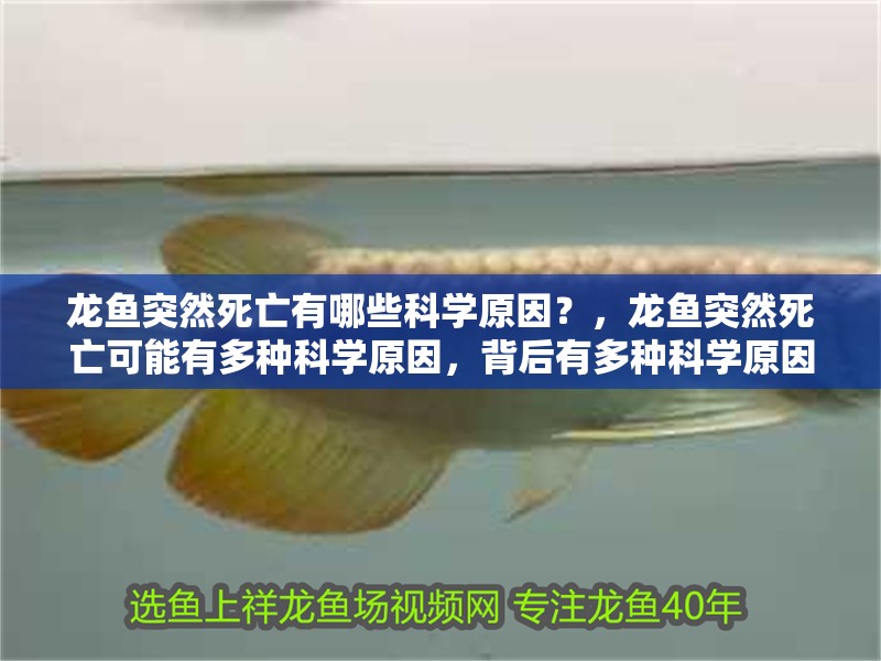 龍魚突然死亡有哪些科學(xué)原因？，龍魚突然死亡可能有多種科學(xué)原因，背后有多種科學(xué)原因 龍魚突然死亡有哪些科學(xué)原因？，龍魚突然死亡可能有多種科學(xué)原因，背后有多種科學(xué)原因 龍魚百科