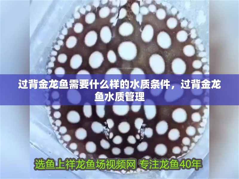 過背金龍魚需要什么樣的水質條件，過背金龍魚水質管理 過背金龍魚需要什么樣的水質條件，過背金龍魚水質管理 龍魚百科