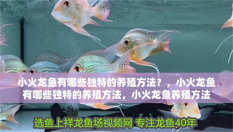 小火龍魚(yú)有哪些獨(dú)特的養(yǎng)殖方法？，小火龍魚(yú)有哪些獨(dú)特的養(yǎng)殖方法，小火龍魚(yú)養(yǎng)殖方法 小火龍魚(yú)有哪些獨(dú)特的養(yǎng)殖方法？，小火龍魚(yú)有哪些獨(dú)特的養(yǎng)殖方法，小火龍魚(yú)養(yǎng)殖方法 龍魚(yú)百科