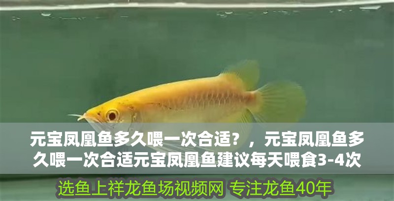 元寶鳳凰魚多久喂一次合適？，元寶鳳凰魚多久喂一次合適元寶鳳凰魚建議每天喂食3-4次 元寶鳳凰魚多久喂一次合適？，元寶鳳凰魚多久喂一次合適元寶鳳凰魚建議每天喂食3-4次 龍魚百科
