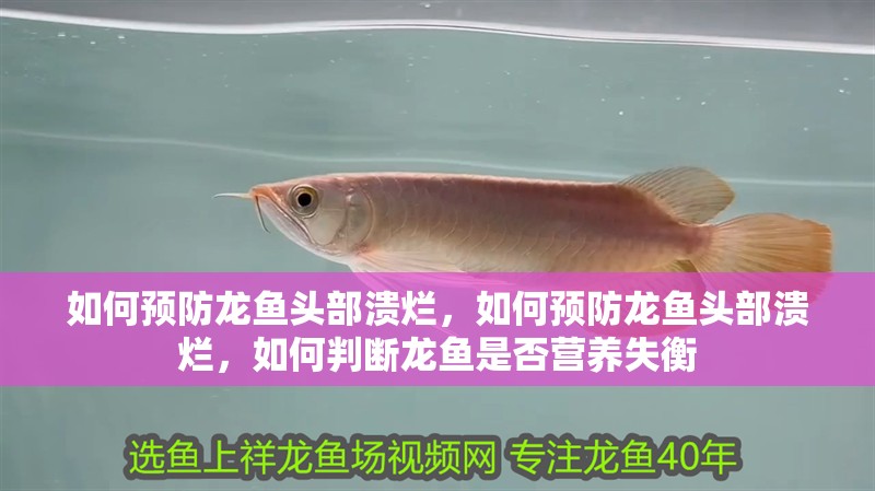 如何預(yù)防龍魚(yú)頭部潰爛，如何預(yù)防龍魚(yú)頭部潰爛，如何判斷龍魚(yú)是否營(yíng)養(yǎng)失衡 如何預(yù)防龍魚(yú)頭部潰爛，如何預(yù)防龍魚(yú)頭部潰爛，如何判斷龍魚(yú)是否營(yíng)養(yǎng)失衡 龍魚(yú)百科