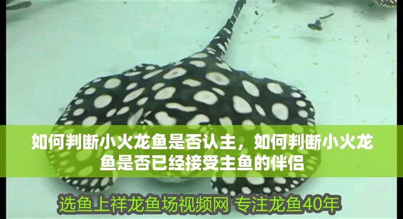如何判斷小火龍魚(yú)是否認(rèn)主，如何判斷小火龍魚(yú)是否已經(jīng)接受主魚(yú)的伴侶 如何判斷小火龍魚(yú)是否認(rèn)主，如何判斷小火龍魚(yú)是否已經(jīng)接受主魚(yú)的伴侶 龍魚(yú)百科