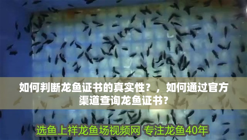給大魚缸換水的頻率是固定的,而是需要根據多種因素來確定:給大魚缸換水的頻率不是固定的,而是需要根據多種因素來確定 如何判斷龍魚證書的真實性?,如何通過官方渠道查詢龍魚證書? 龍魚百科 如何判斷龍魚證書的真實性?,如何通過官方渠道查詢龍魚證書? 如何判斷龍魚證書的真實性?,如何通過官方渠道查詢龍魚證書? 龍魚百科