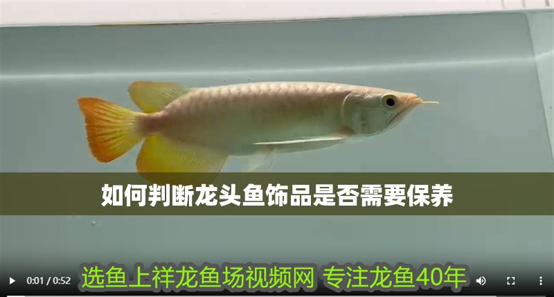 如何判斷龍頭魚飾品是否需要保養(yǎng) 如何判斷龍頭魚飾品是否需要保養(yǎng) 龍魚百科