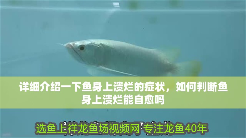 詳細介紹一下魚身上潰爛的癥狀，如何判斷魚身上潰爛能自愈嗎 詳細介紹一下魚身上潰爛的癥狀，如何判斷魚身上潰爛能自愈嗎 龍魚百科