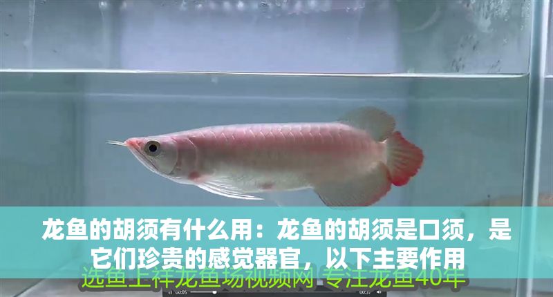 龍魚的胡須有什么用:龍魚的胡須是口須,是它們珍貴的感覺器官,以下主要作用 龍魚百科 第2張 龍魚的胡須有什么用:龍魚的胡須是口須,是它們珍貴的感覺器官,以下主要作用 龍魚的胡須有什么用:龍魚的胡須是口須,是它們珍貴的感覺器官,以下主要作用 龍魚百科 第2張