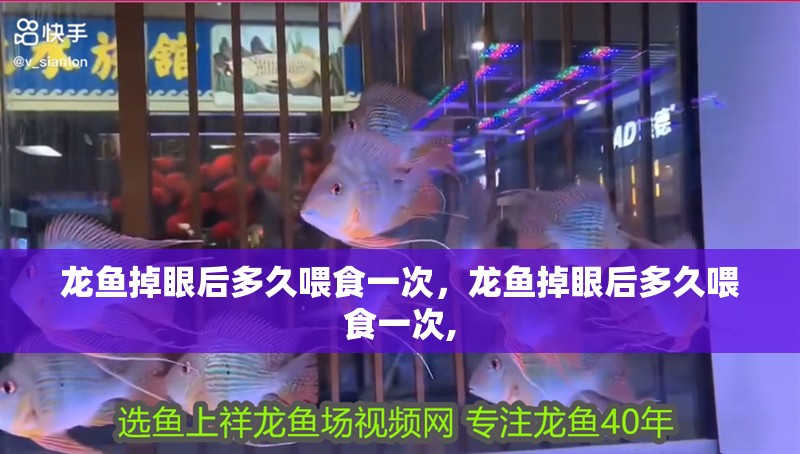 龍魚掉眼后多久喂食一次，龍魚掉眼后多久喂食一次, 龍魚掉眼后多久喂食一次，龍魚掉眼后多久喂食一次, 龍魚百科