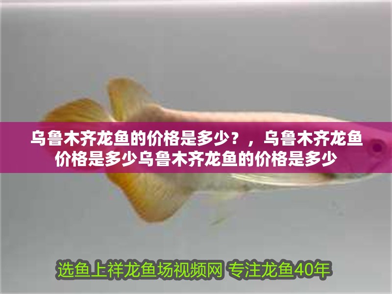 魚缸用增氧泵價(jià)格是多少:魚缸增氧機(jī)-xtrac增氧機(jī)-xtrac增氧機(jī) 烏魯木齊龍魚的價(jià)格是多少?,烏魯木齊龍魚價(jià)格是多少烏魯木齊龍魚的價(jià)格是多少 龍魚百科 烏魯木齊龍魚的價(jià)格是多少?,烏魯木齊龍魚價(jià)格是多少烏魯木齊龍魚的價(jià)格是多少 烏魯木齊龍魚的價(jià)格是多少?,烏魯木齊龍魚價(jià)格是多少烏魯木齊龍魚的價(jià)格是多少 龍魚百科