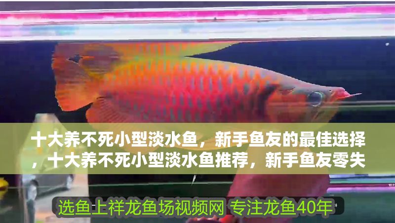 十大養不死小型淡水魚,新手魚友的最佳選擇,十大養不死小型淡水魚推薦,新手魚友零失敗入門指南 龍魚百科 第1張 十大養不死小型淡水魚,新手魚友的最佳選擇,十大養不死小型淡水魚推薦,新手魚友零失敗入門指南 十大養不死小型淡水魚,新手魚友的最佳選擇,十大養不死小型淡水魚推薦,新手魚友零失敗入門指南 龍魚百科 第1張