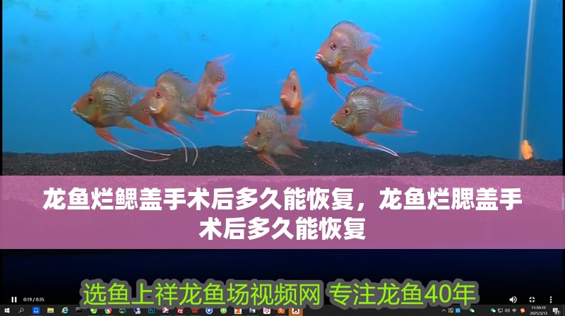 龍魚爛鰓蓋手術后多久能恢復，龍魚爛腮蓋手術后多久能恢復 龍魚爛鰓蓋手術后多久能恢復，龍魚爛腮蓋手術后多久能恢復 龍魚百科