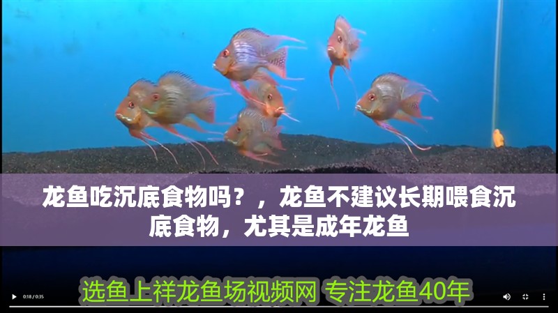 魚缸過濾器選購指南:自制魚缸過濾器魚缸上置過濾器對于養魚愛好者的必備知識 龍魚吃沉底食物嗎?,龍魚不建議長期喂食沉底食物,尤其是成年龍魚 龍魚百科 龍魚吃沉底食物嗎?,龍魚不建議長期喂食沉底食物,尤其是成年龍魚 龍魚吃沉底食物嗎?,龍魚不建議長期喂食沉底食物,尤其是成年龍魚 龍魚百科