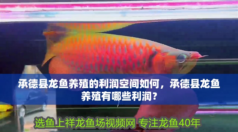 承德縣龍魚養殖的利潤空間如何，承德縣龍魚養殖有哪些利潤？ 承德縣龍魚養殖的利潤空間如何，承德縣龍魚養殖有哪些利潤？ 龍魚百科