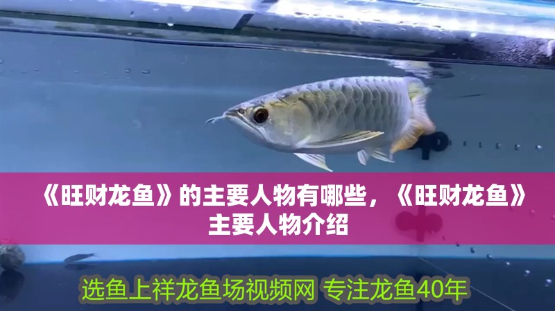 《旺財龍魚》的主要人物有哪些，《旺財龍魚》主要人物介紹 《旺財龍魚》的主要人物有哪些，《旺財龍魚》主要人物介紹 龍魚百科