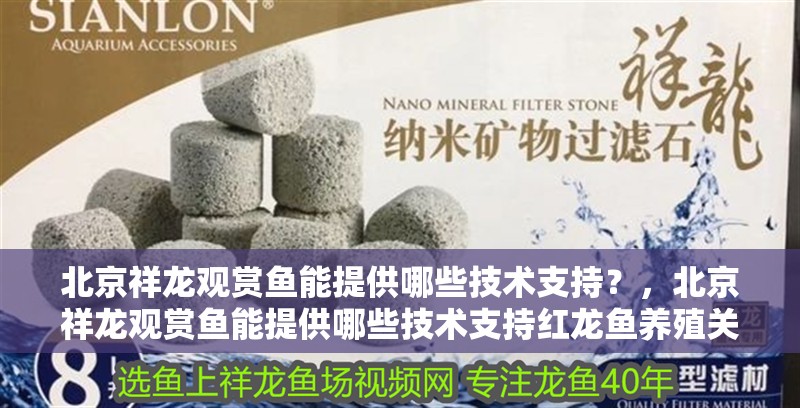 新到家的小虎魚 北京祥龍觀賞魚能提供哪些技術支持?,北京祥龍觀賞魚能提供哪些技術支持紅龍魚養(yǎng)殖關鍵技術清單 龍魚百科 北京祥龍觀賞魚能提供哪些技術支持?,北京祥龍觀賞魚能提供哪些技術支持紅龍魚養(yǎng)殖關鍵技術清單 北京祥龍觀賞魚能提供哪些技術支持?,北京祥龍觀賞魚能提供哪些技術支持紅龍魚養(yǎng)殖關鍵技術清單 龍魚百科