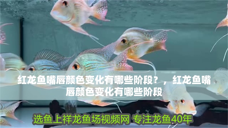 紅龍魚嘴唇顏色變化有哪些階段？，紅龍魚嘴唇顏色變化有哪些階段 紅龍魚嘴唇顏色變化有哪些階段？，紅龍魚嘴唇顏色變化有哪些階段 龍魚百科