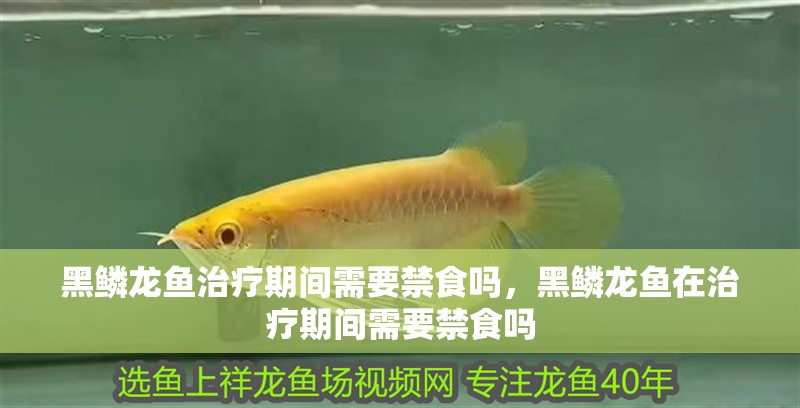 黑鱗龍魚治療期間需要禁食嗎，黑鱗龍魚在治療期間需要禁食嗎 黑鱗龍魚治療期間需要禁食嗎，黑鱗龍魚在治療期間需要禁食嗎 龍魚百科