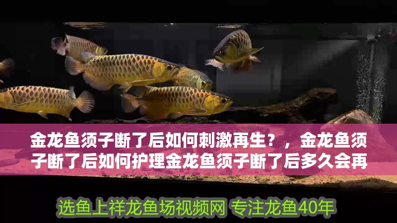 魚缸用增氧泵價格是多少:魚缸增氧機-xtrac增氧機-xtrac增氧機 金龍魚須子斷了后如何刺激再生?,金龍魚須子斷了后如何護理金龍魚須子斷了后多久會再生 龍魚百科 金龍魚須子斷了后如何刺激再生?,金龍魚須子斷了后如何護理金龍魚須子斷了后多久會再生 金龍魚須子斷了后如何刺激再生?,金龍魚須子斷了后如何護理金龍魚須子斷了后多久會再生 龍魚百科