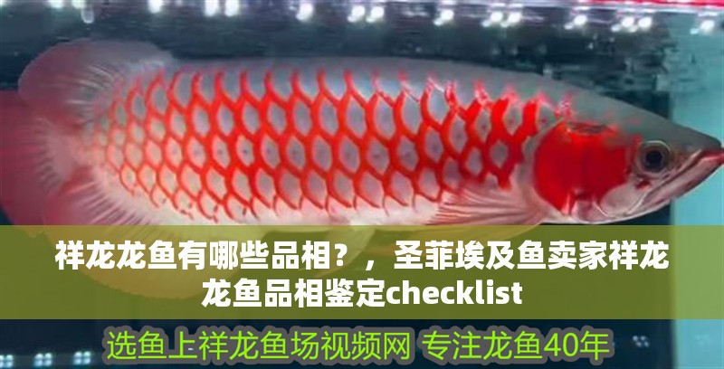 祥龍龍魚有哪些品相？，圣菲埃及魚賣家祥龍龍魚品相鑒定checklist 祥龍龍魚有哪些品相？，圣菲埃及魚賣家祥龍龍魚品相鑒定checklist 龍魚百科