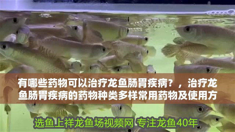 有哪些藥物可以治療龍魚腸胃疾病？，治療龍魚腸胃疾病的藥物種類多樣常用藥物及使用方法 有哪些藥物可以治療龍魚腸胃疾病？，治療龍魚腸胃疾病的藥物種類多樣常用藥物及使用方法 龍魚百科
