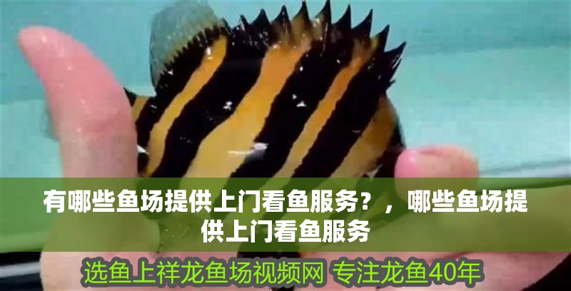 我的虎魚真菌感染了要怎么處理 有哪些魚場提供上門看魚服務(wù)?,哪些魚場提供上門看魚服務(wù) 龍魚百科 有哪些魚場提供上門看魚服務(wù)?,哪些魚場提供上門看魚服務(wù) 有哪些魚場提供上門看魚服務(wù)?,哪些魚場提供上門看魚服務(wù) 龍魚百科