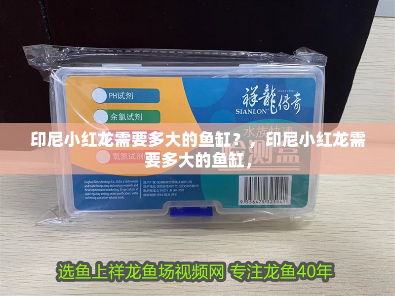 印尼小紅龍需要多大的魚缸？，印尼小紅龍需要多大的魚缸， 印尼小紅龍需要多大的魚缸？，印尼小紅龍需要多大的魚缸， 龍魚百科