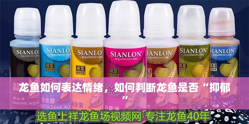 龍魚如何表達情緒，如何判斷龍魚是否“抑郁” 龍魚如何表達情緒，如何判斷龍魚是否“抑郁” 龍魚百科