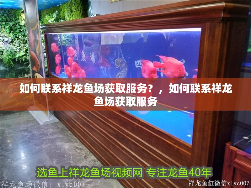 如何聯系祥龍魚場獲取服務？，如何聯系祥龍魚場獲取服務 如何聯系祥龍魚場獲取服務？，如何聯系祥龍魚場獲取服務 龍魚百科