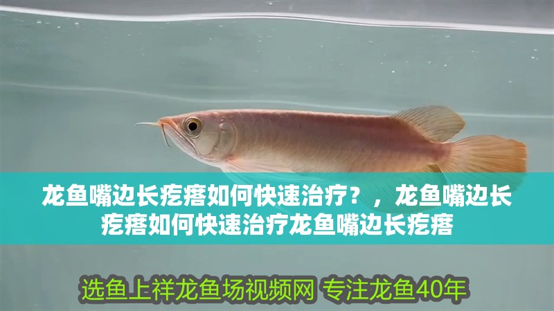 龍魚嘴邊長疙瘩如何快速治療？，龍魚嘴邊長疙瘩如何快速治療龍魚嘴邊長疙瘩 龍魚嘴邊長疙瘩如何快速治療？，龍魚嘴邊長疙瘩如何快速治療龍魚嘴邊長疙瘩 龍魚百科