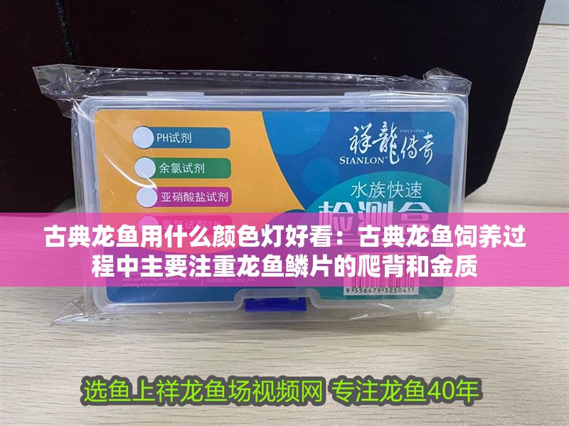 古典龍魚用什么顏色燈好看：古典龍魚飼養(yǎng)過程中主要注重龍魚鱗片的爬背和金質(zhì)