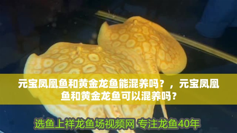 元寶鳳凰魚和黃金龍魚能混養嗎？，元寶鳳凰魚和黃金龍魚可以混養嗎？ 元寶鳳凰魚和黃金龍魚能混養嗎？，元寶鳳凰魚和黃金龍魚可以混養嗎？ 龍魚百科
