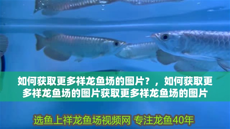 如何獲取更多祥龍魚場的圖片？，如何獲取更多祥龍魚場的圖片獲取更多祥龍魚場的圖片 如何獲取更多祥龍魚場的圖片？，如何獲取更多祥龍魚場的圖片獲取更多祥龍魚場的圖片 龍魚百科