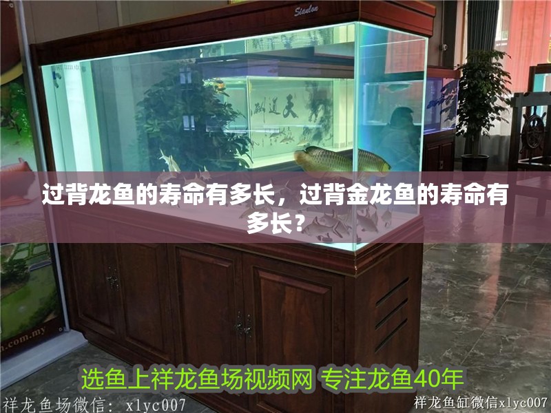 過背龍魚的壽命有多長，過背金龍魚的壽命有多長？ 過背龍魚的壽命有多長，過背金龍魚的壽命有多長？ 龍魚百科