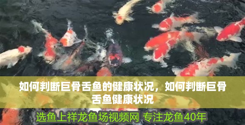 如何判斷巨骨舌魚的健康狀況，如何判斷巨骨舌魚健康狀況