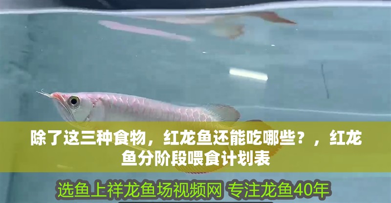 除了這三種食物，紅龍魚還能吃哪些？，紅龍魚分階段喂食計劃表 除了這三種食物，紅龍魚還能吃哪些？，紅龍魚分階段喂食計劃表 龍魚百科