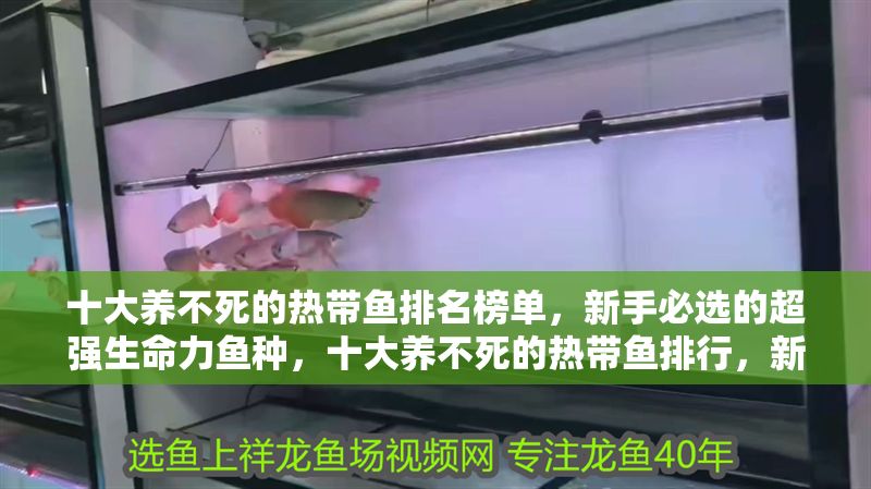 十大養(yǎng)不死的熱帶魚(yú)排名榜單，新手必選的超強(qiáng)生命力魚(yú)種，十大養(yǎng)不死的熱帶魚(yú)排行，新手首選高存活率魚(yú)種榜單