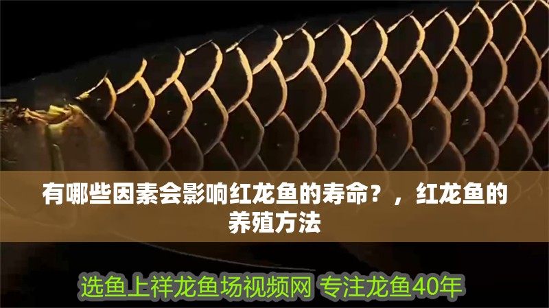 有哪些因素會影響紅龍魚的壽命？，紅龍魚的養殖方法 有哪些因素會影響紅龍魚的壽命？，紅龍魚的養殖方法 龍魚百科