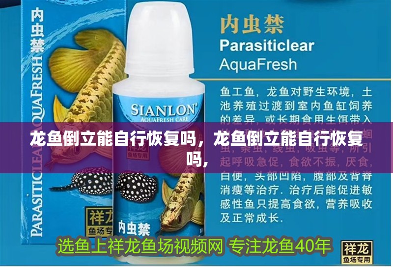 龍魚(yú)倒立能自行恢復(fù)嗎，龍魚(yú)倒立能自行恢復(fù)嗎, 龍魚(yú)倒立能自行恢復(fù)嗎，龍魚(yú)倒立能自行恢復(fù)嗎, 龍魚(yú)百科