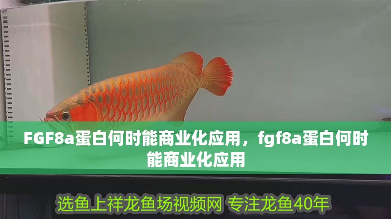 FGF8a蛋白何時(shí)能商業(yè)化應(yīng)用，fgf8a蛋白何時(shí)能商業(yè)化應(yīng)用 FGF8a蛋白何時(shí)能商業(yè)化應(yīng)用，fgf8a蛋白何時(shí)能商業(yè)化應(yīng)用 龍魚(yú)百科