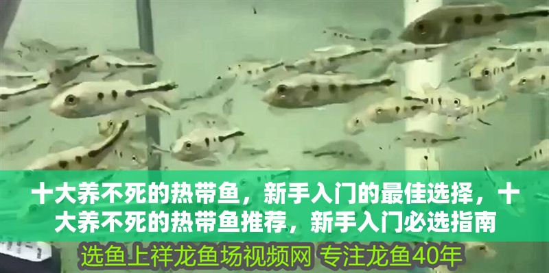 十大養不死的熱帶魚,新手入門的最佳選擇,十大養不死的熱帶魚推薦,新手入門必選指南 龍魚百科 第1張 十大養不死的熱帶魚,新手入門的最佳選擇,十大養不死的熱帶魚推薦,新手入門必選指南 十大養不死的熱帶魚,新手入門的最佳選擇,十大養不死的熱帶魚推薦,新手入門必選指南 龍魚百科 第1張