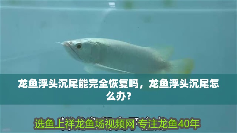 龍魚浮頭沉尾能完全恢復(fù)嗎，龍魚浮頭沉尾怎么辦？ 龍魚浮頭沉尾能完全恢復(fù)嗎，龍魚浮頭沉尾怎么辦？ 龍魚百科
