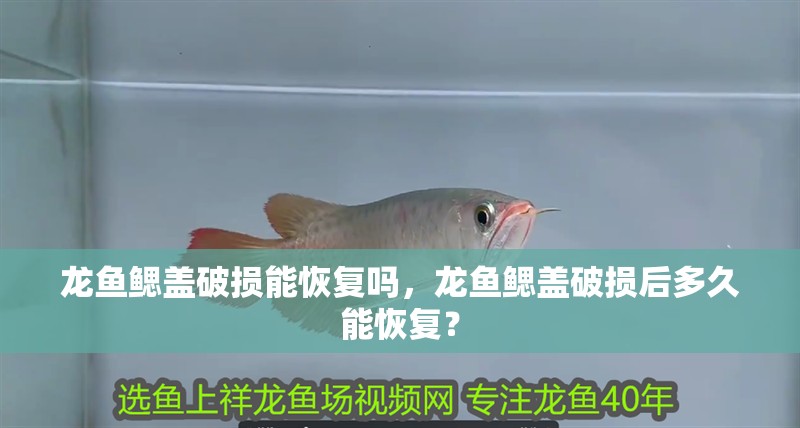 魚缸造景先放沙還是先放水(魚缸造景先鋪沙還是先放石頭) 龍魚鰓蓋破損能恢復嗎,龍魚鰓蓋破損后多久能恢復? 龍魚百科 龍魚鰓蓋破損能恢復嗎,龍魚鰓蓋破損后多久能恢復? 龍魚鰓蓋破損能恢復嗎,龍魚鰓蓋破損后多久能恢復? 龍魚百科