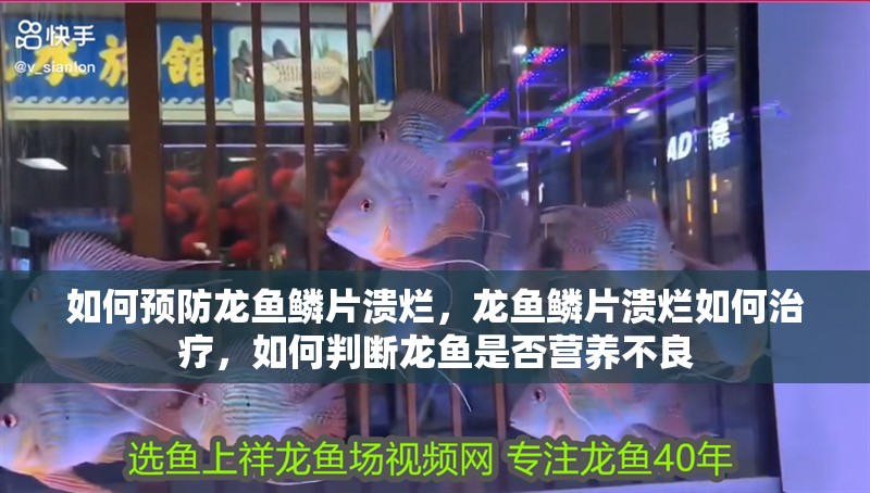 如何預防龍魚鱗片潰爛，龍魚鱗片潰爛如何治療，如何判斷龍魚是否營養不良 如何預防龍魚鱗片潰爛，龍魚鱗片潰爛如何治療，如何判斷龍魚是否營養不良 龍魚百科