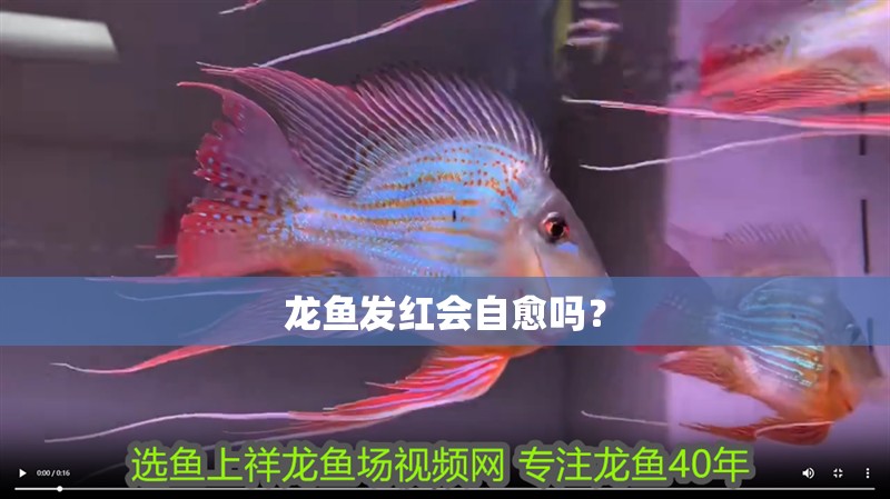 龍魚發紅會自愈嗎？ 龍魚發紅會自愈嗎？ 龍魚百科
