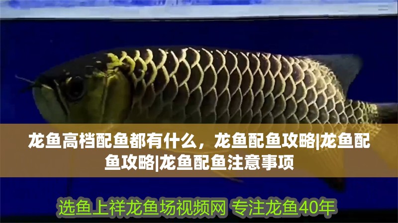 魚缸過濾器選購指南:自制魚缸過濾器魚缸上置過濾器對(duì)于養(yǎng)魚愛好者的必備知識(shí) 原生龍魚多久換一次水 龍魚百科 原生龍魚多久換一次水 原生龍魚多久換一次水 龍魚百科