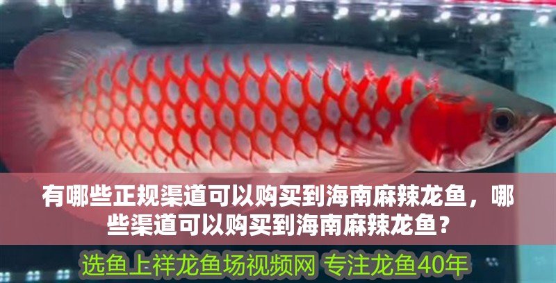 龍魚干蝦有營(yíng)養(yǎng)嗎 有哪些正規(guī)渠道可以購(gòu)買到海南麻辣龍魚,哪些渠道可以購(gòu)買到海南麻辣龍魚? 龍魚百科 有哪些正規(guī)渠道可以購(gòu)買到海南麻辣龍魚,哪些渠道可以購(gòu)買到海南麻辣龍魚? 有哪些正規(guī)渠道可以購(gòu)買到海南麻辣龍魚,哪些渠道可以購(gòu)買到海南麻辣龍魚? 龍魚百科