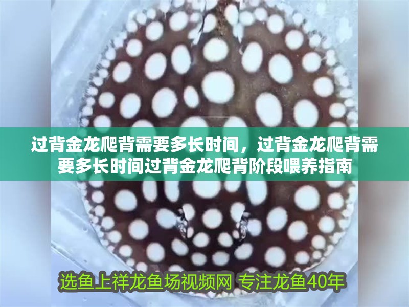過背金龍爬背需要多長時間，過背金龍爬背需要多長時間過背金龍爬背階段喂養(yǎng)指南 過背金龍爬背需要多長時間，過背金龍爬背需要多長時間過背金龍爬背階段喂養(yǎng)指南 龍魚百科