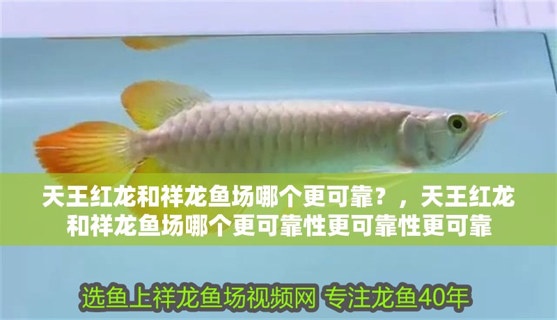 天王紅龍和祥龍魚場哪個更可靠？，天王紅龍和祥龍魚場哪個更可靠性更可靠性更可靠